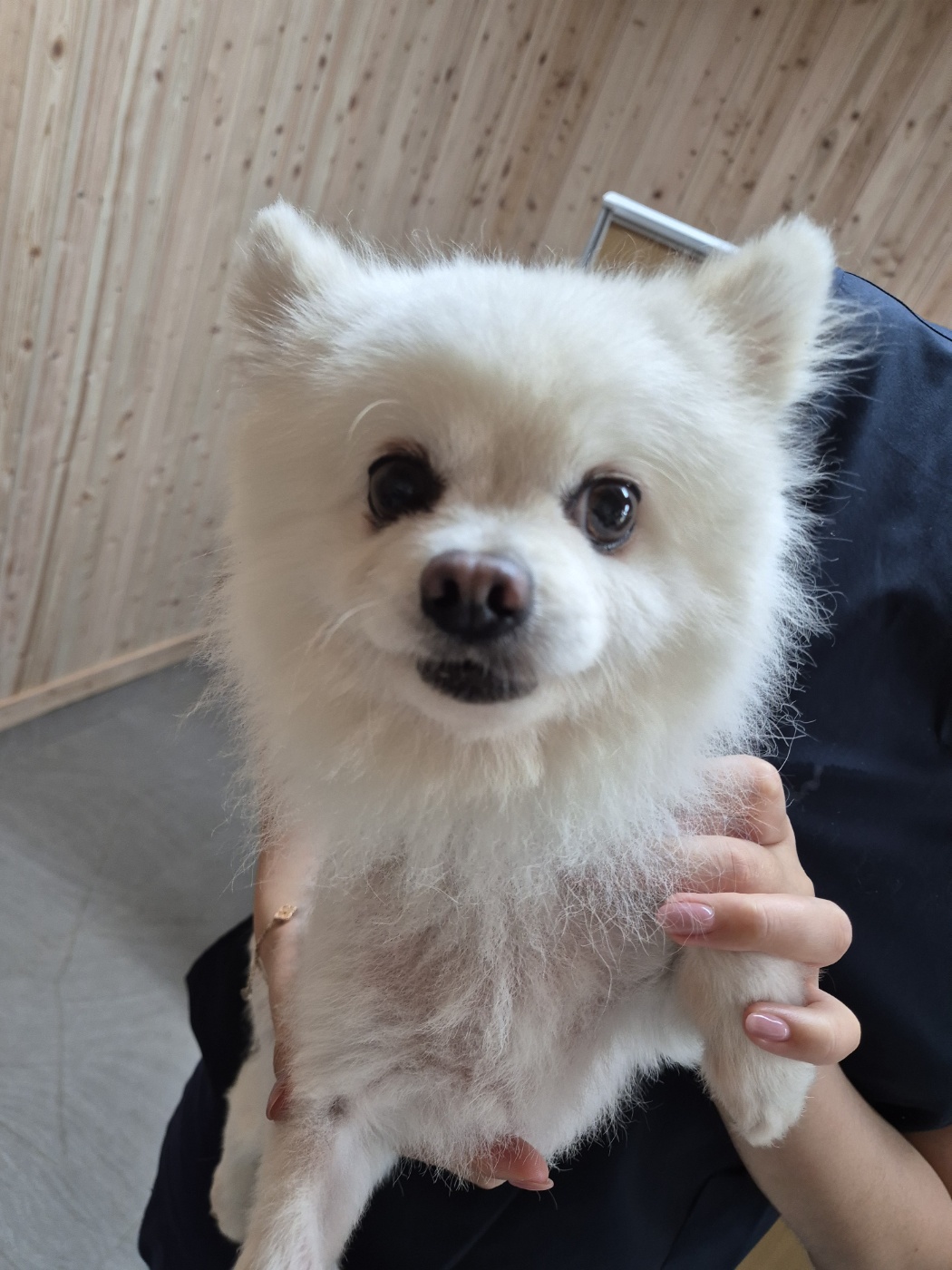 포메라니안 이미지 파일 입니다.